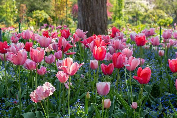 France-Giverny Side lit tulips in evening light